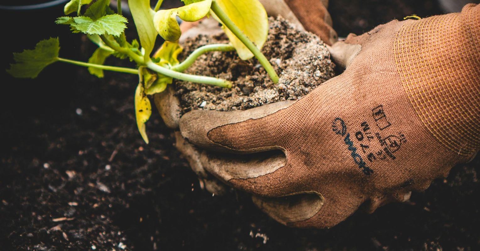 The Psychology of Gardening							- The Psychology of Everything main image 0